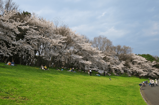 大泉緑地公園の桜